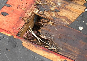 Damaged roofing material after a storm in Charleston, South Carolina