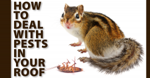 How to Deal with Pests in Your Roof