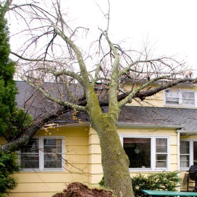 Emergency roof repair needed? This photo shows a large tree fallen on a house, a clear example of sudden roof damage that may require a quick insurance claim.