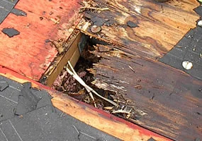 Close-up of a roof with a damaged patch revealing water damage and rot beneath the shingles.